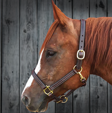 Load image into Gallery viewer, Tory Leather Traditional Deluxe Halter with Cream Stitching
