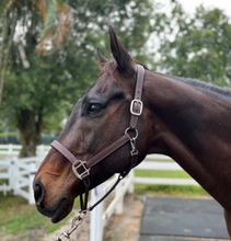 Load image into Gallery viewer, DziaSport Happy Horse Leather Halter
