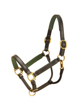 Load image into Gallery viewer, Tory 1&quot; Padded Leather Halter
