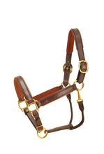 Load image into Gallery viewer, Tory 1&quot; Padded Leather Halter
