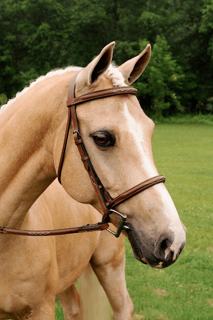 Arc de Triomphe Imperial Bridle with Reins