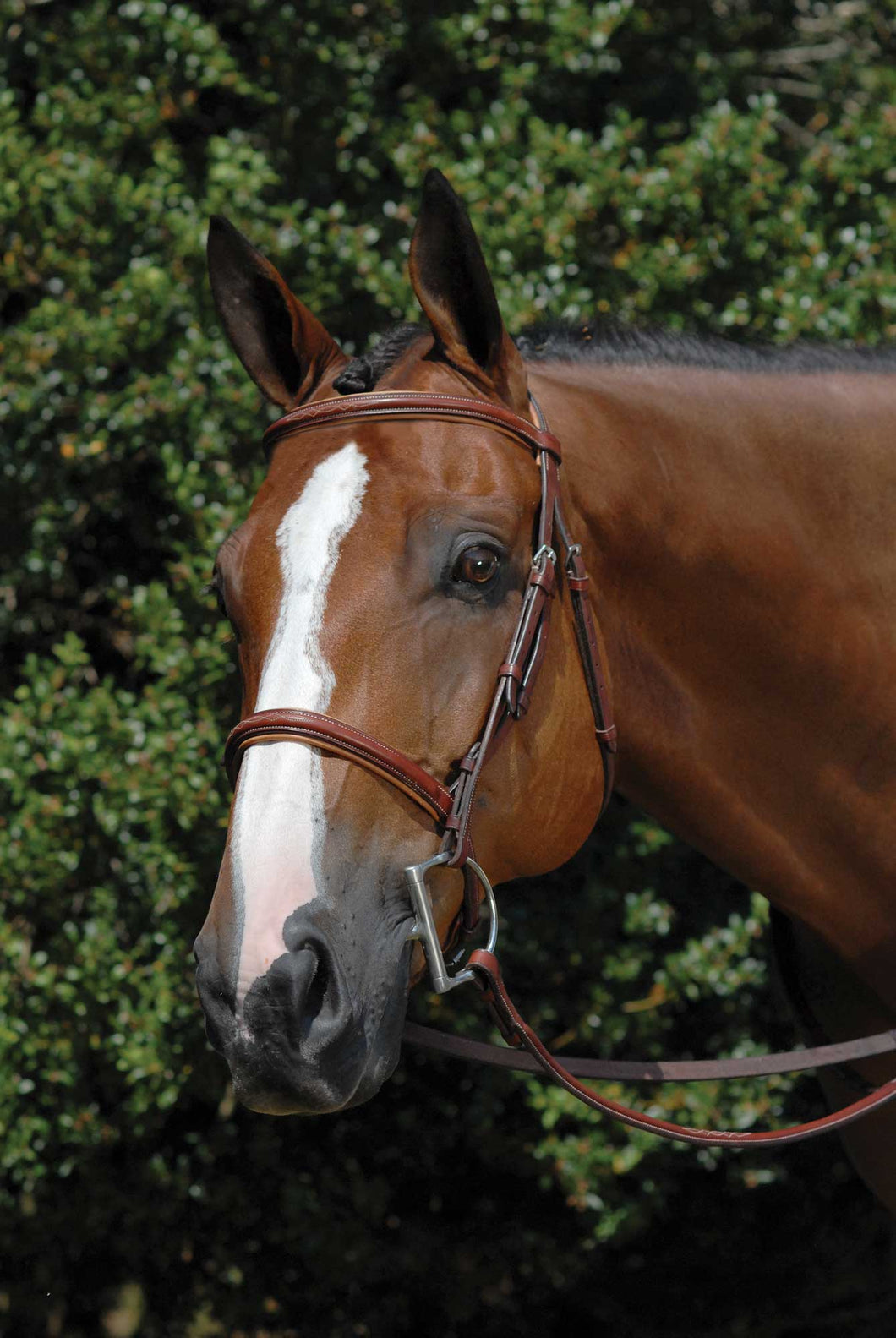 Vespucci Fancy Stitched Raised Hunter Bridle