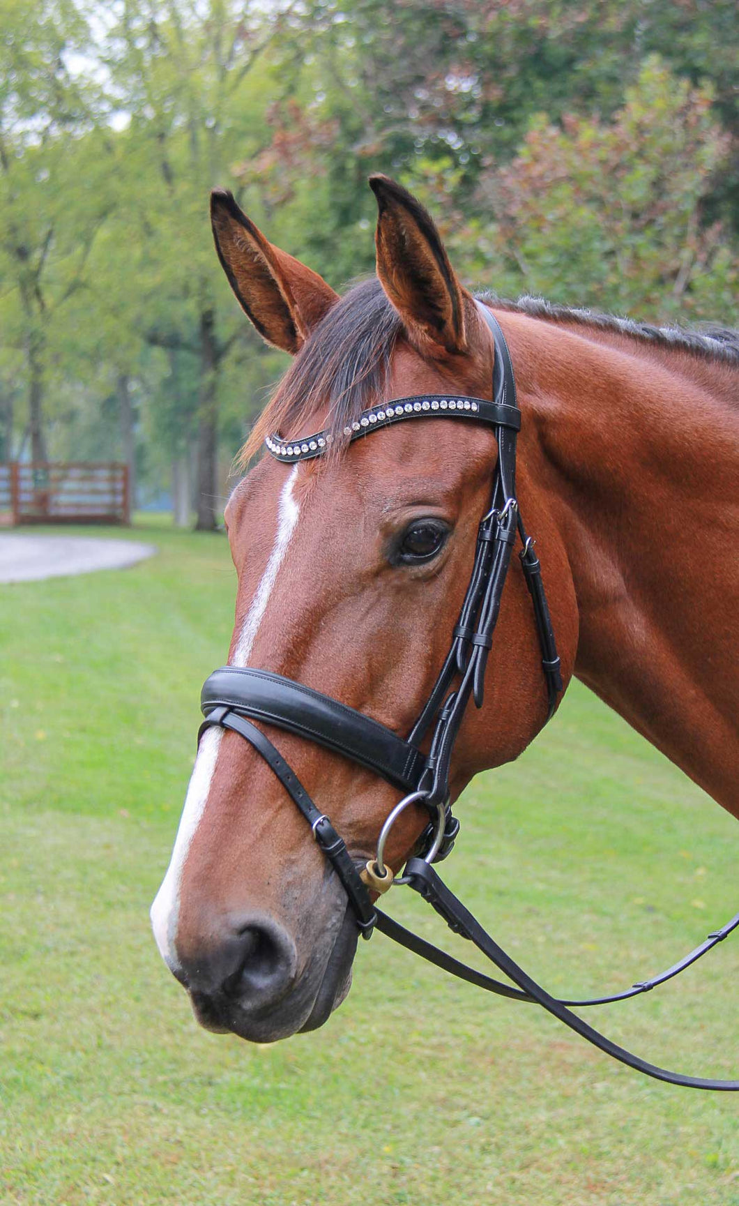 Vespucci Veritas Raised Dressage Snaffle Bridle