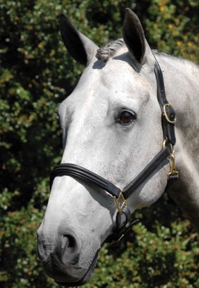 Vespucci Double Raised Leather Halter